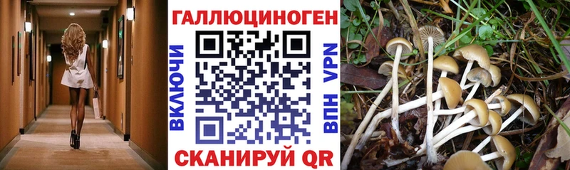Псилоцибиновые грибы Cubensis Каменка
