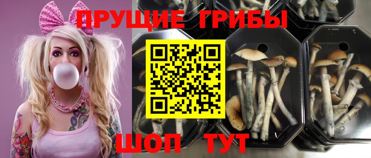 магазин продажи   Галлюциногенные грибы Magic Shrooms  Вход с VPN  Каменка 